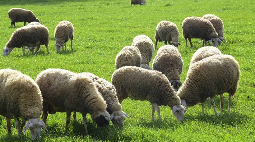ραντεβού με πρόβατα διαφυλετικός ραντεβού ισπανόφωνων και Ασιάτης